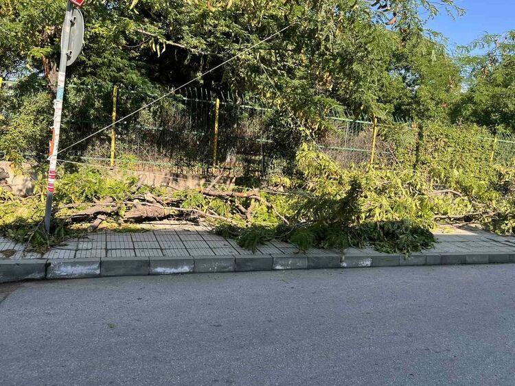 Множество паднали дървета и клони след бурята в Асеновград снощи