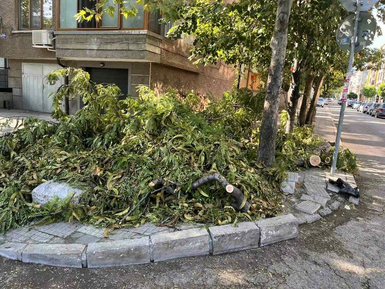 Множество паднали дървета и клони след бурята в Асеновград снощи