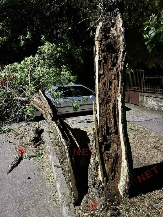 Бурята повали дървета в Димитровград - дърво падна върху автомобил