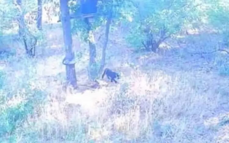 Снимката, която изтече в медийното пространство е направена от фотокапан на територията на община Провадия.