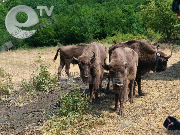 Възраждат дивата природа в Източните Родопи, пуснаха на свобода девет европейски бизона в района на ДЛС“Женда“
