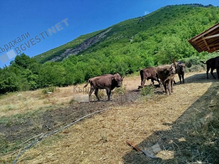 Възраждат дивата природа в Източните Родопи, пуснаха на свобода девет европейски бизона в района на ДЛС“Женда“