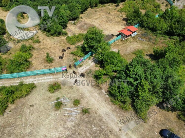 Възраждат дивата природа в Източните Родопи, пуснаха на свобода девет европейски бизона в района на ДЛС“Женда“