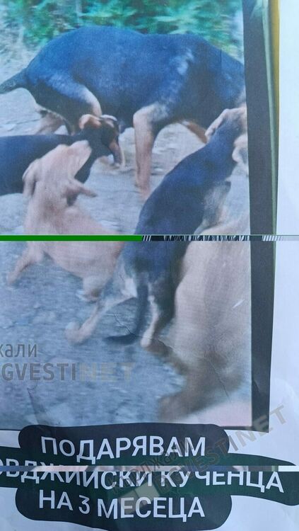    Учителка от Джерово спаси девет бездомни кученца,отглежда ги и търси осиновители