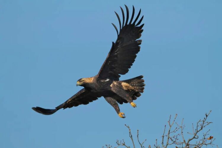 Фестивалът на Царския орел ще се проведе и тази година