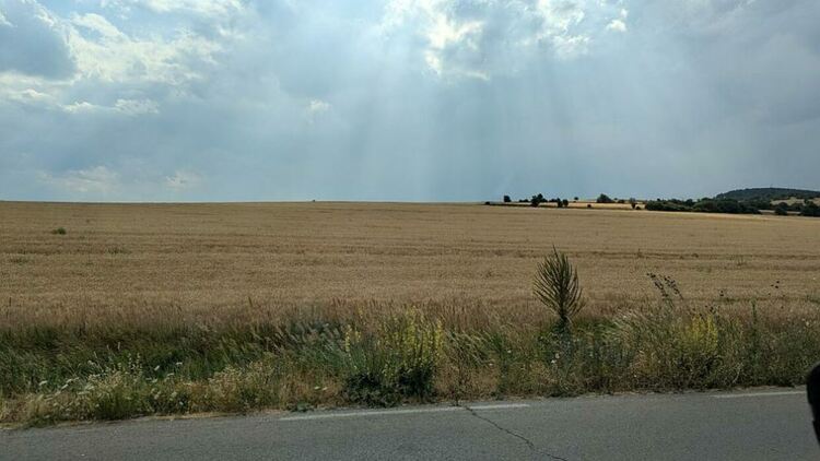 Заради суша и ниски цени: Зърнопроизводители от Пернишко са притеснени от слаба жътвена кампания