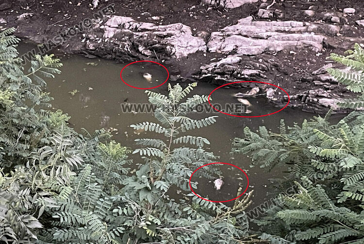 Сигнализираха за умряла риба в пресъхналата река в Книжовник