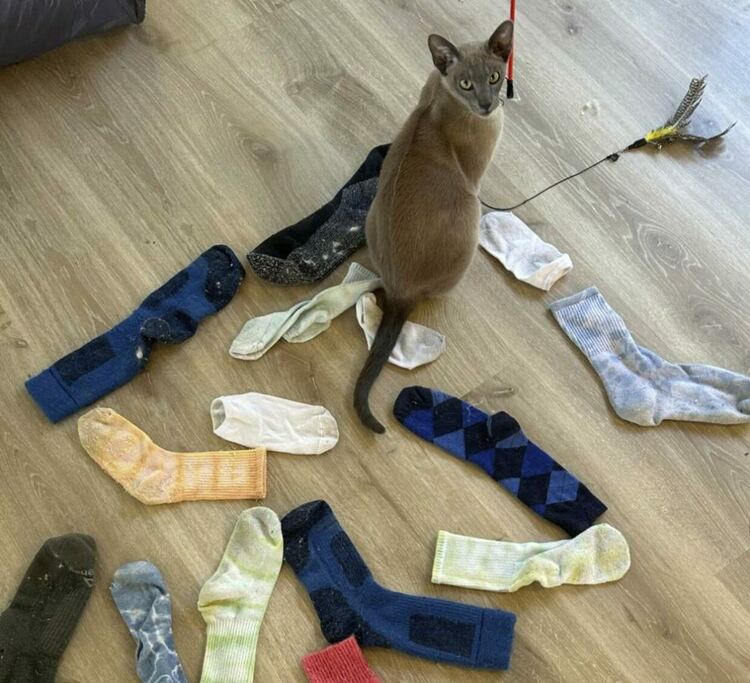 Котаракът Лео да Пинчи е сензация в Оукланд: Краде бельо и вещи