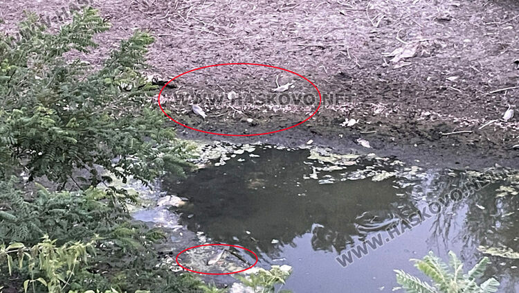 Сигнализираха за умряла риба в пресъхналата река в Книжовник