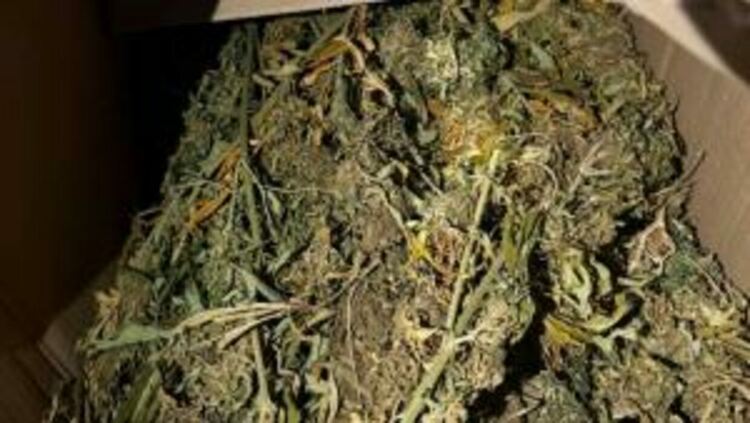 Униформени иззеха над 8 кг канабис при спецакция в Пернишко