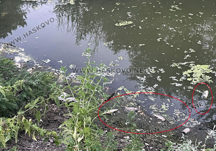 Сигнализираха за умряла риба в пресъхналата река в Книжовник