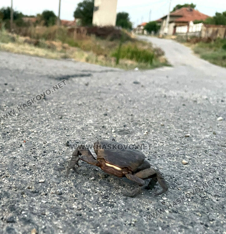 Сигнализираха за умряла риба в пресъхналата река в Книжовник