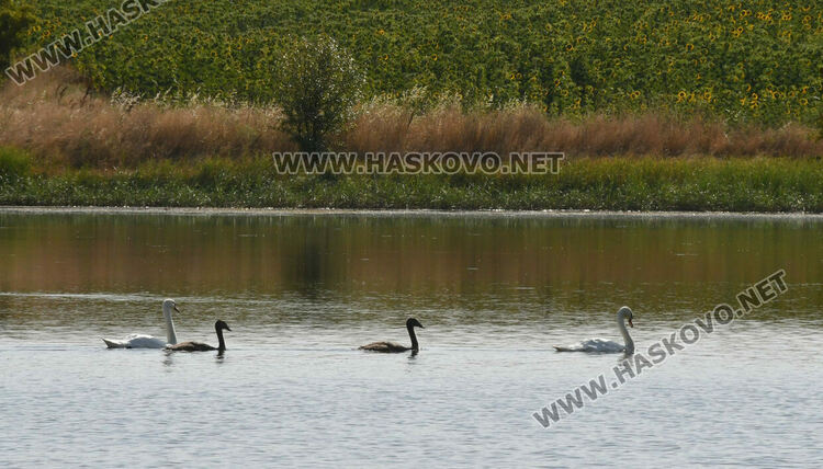 Лебедите, които се заселиха край Татарево, вече си имат малки