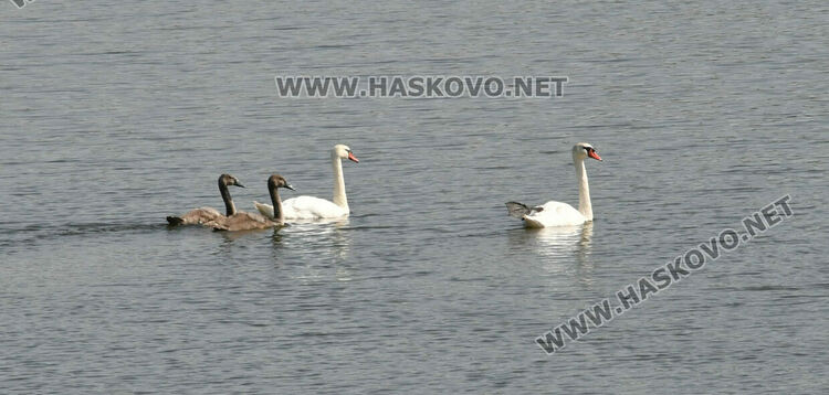 Лебедите, които се заселиха край Татарево, вече си имат малки