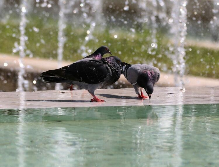 Код червено за адска жега и в неделя 