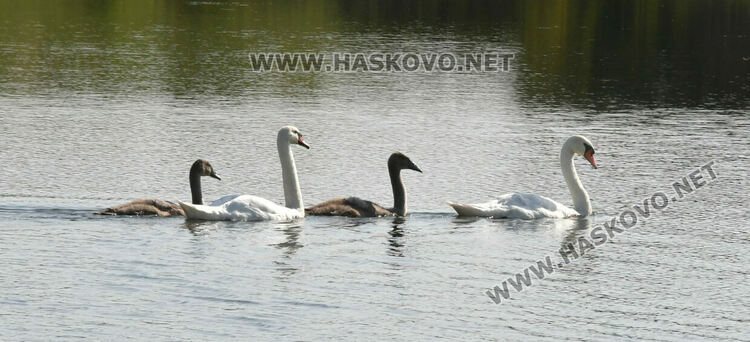 Лебедите, които се заселиха край Татарево, вече си имат малки