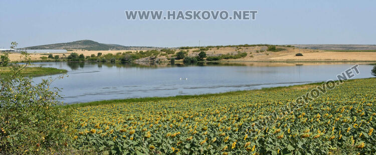 Лебедите, които се заселиха край Татарево, вече си имат малки