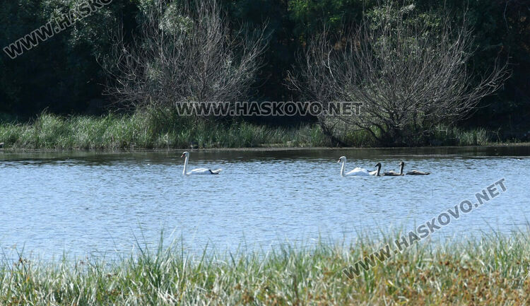 Лебедите, които се заселиха край Татарево, вече си имат малки