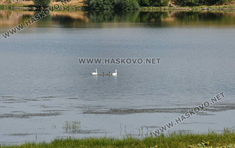 Лебедите, които се заселиха край Татарево, вече си имат малки