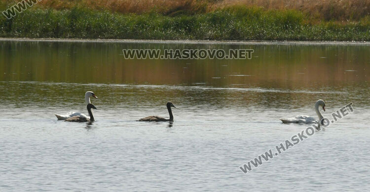 Лебедите, които се заселиха край Татарево, вече си имат малки