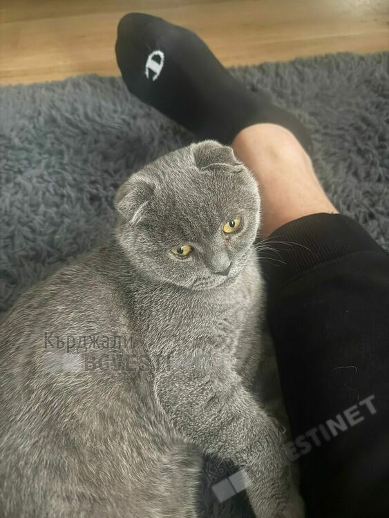 Шофьор на бус от Нидерландия за Кърджали умори домашен любимец, оставил го да се „пърже“в жегите/снимки/