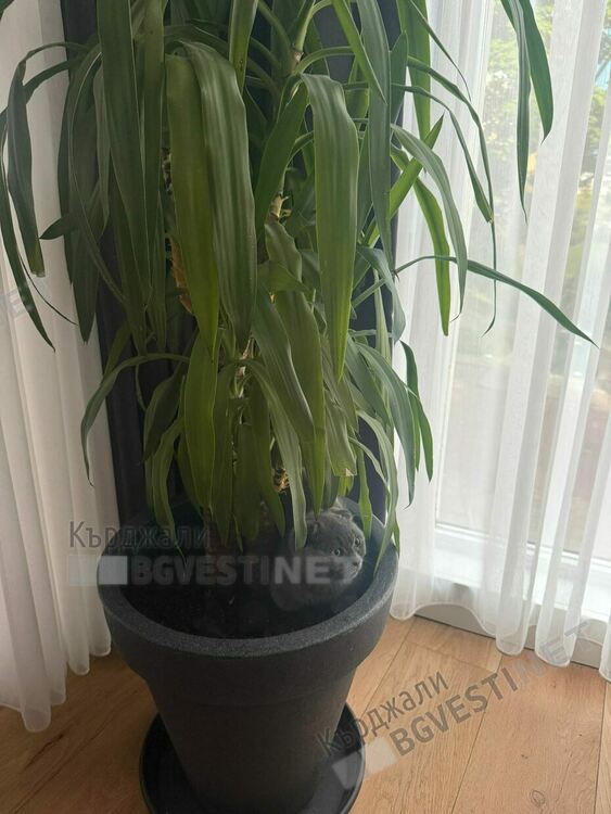 Шофьор на бус от Нидерландия за Кърджали умори домашен любимец, оставил го да се „пърже“в жегите/снимки/