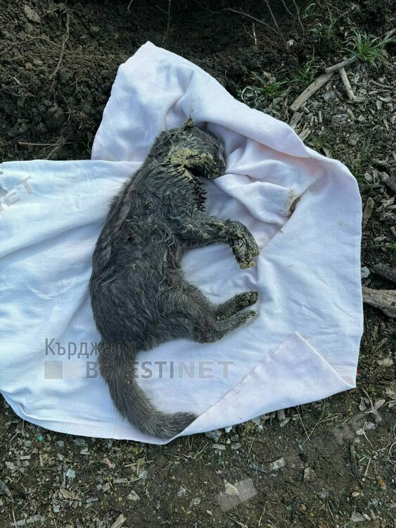 Шофьор на бус от Нидерландия за Кърджали умори домашен любимец, оставил го да се „пърже“в жегите/снимки/