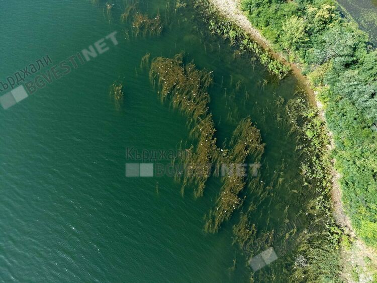 Мъртва риба по заливите на яз.“Студен кладенец“, най-много е в района на село Широко поле