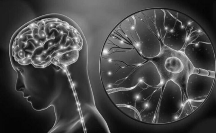 Нови неврони продължават да се образуват в мозъка на възрастните хора