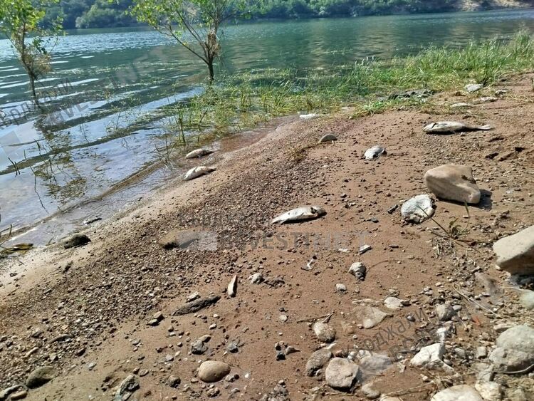 Мъртва риба по заливите на яз.“Студен кладенец“, най-много е в района на село Широко поле