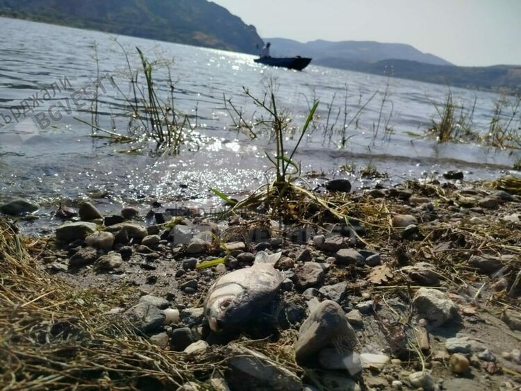 Мъртва риба по заливите на яз.“Студен кладенец“, най-много е в района на село Широко поле