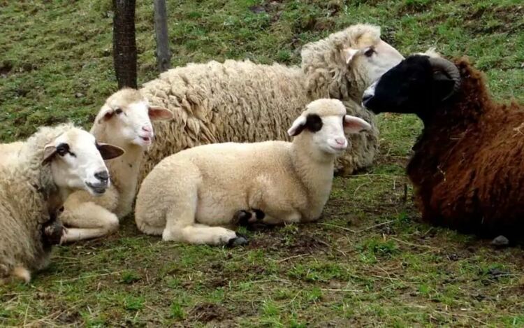 Нелегални нощни пазари на овце сеят зараза с шарка