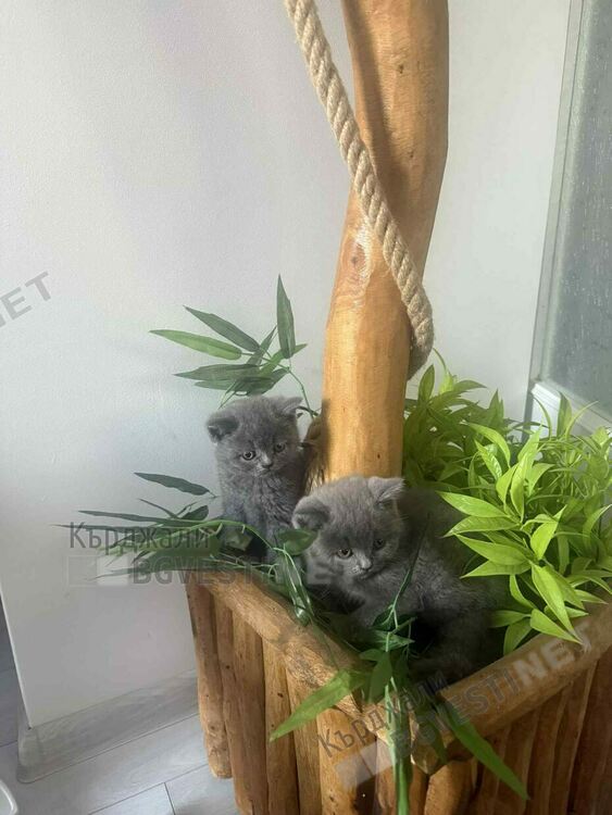 Нелегално развъждане на котки в Кърджали – бизнес в сянка, който крие сериозни рискове за животните 