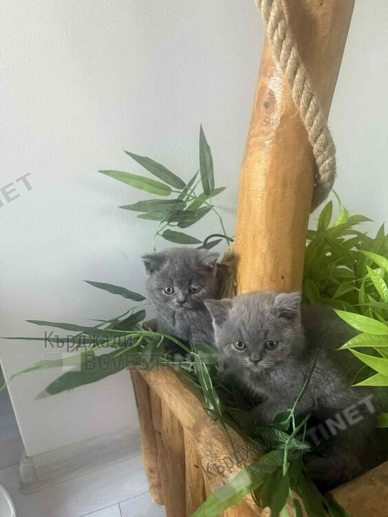 Нелегално развъждане на котки в Кърджали – бизнес в сянка, който крие сериозни рискове за животните 