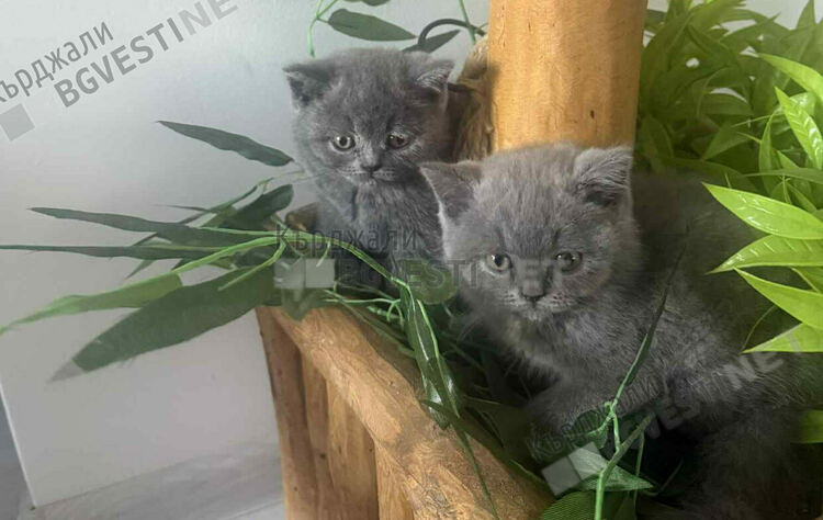 Нелегално развъждане на котки в Кърджали – бизнес в сянка, който крие сериозни рискове за животните 