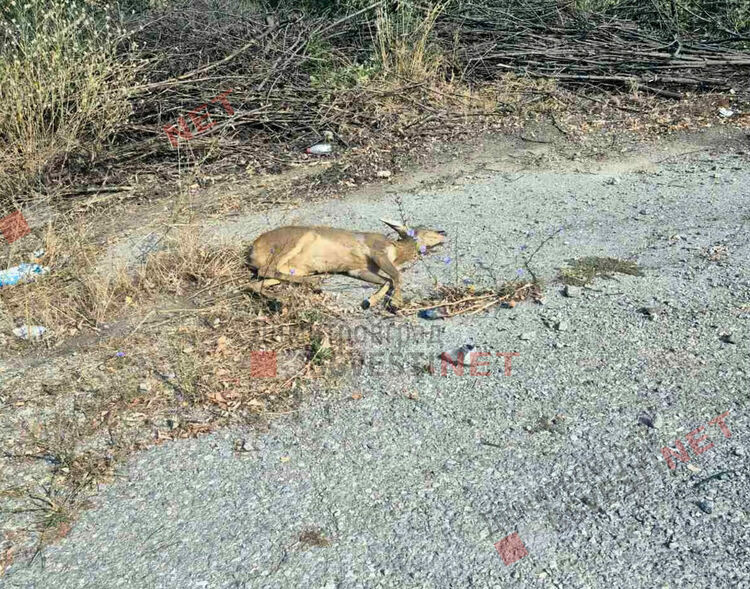 Автомобил изхвърча от пътя и се обърна по таван край Димитровград заради сърна