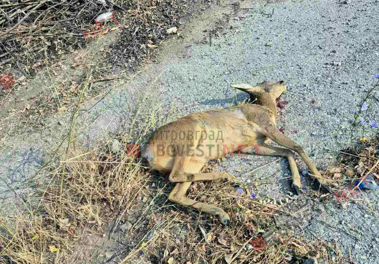 Автомобил изхвърча от пътя и се обърна по таван край Димитровград заради сърна