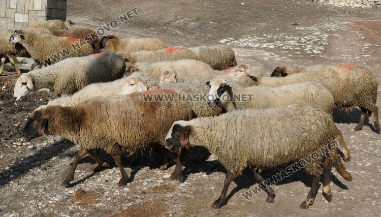 Умъртвиха още 180 овце заради шарка в Хасковска област