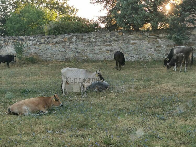 Цяло стадо безпризорни крави извърши набези в манастирския компллекс „Св.Йоан Предтеча”в Кърджали,унищожи цветята