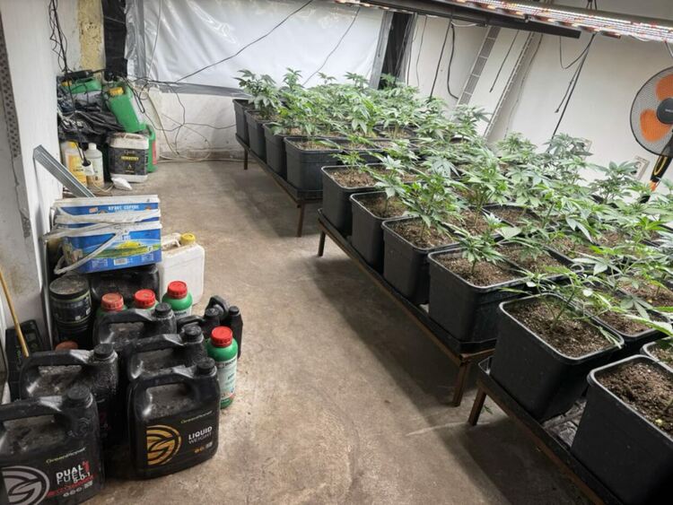 Разкриха оранжерия за марихуана в Перник