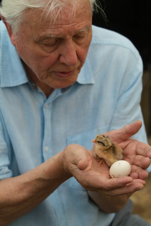 Viasat Nature: Шедьоврите на Атънбъро -Динозаври и яйца, преосмислени