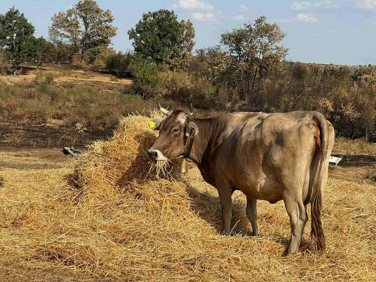Областният управител се срещна с фермер, чиито животни изгоряха при пожара в Сакар планина