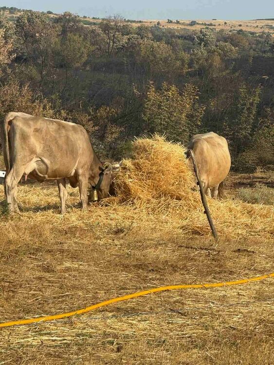 Областният управител се срещна с фермер, чиито животни изгоряха при пожара в Сакар планина