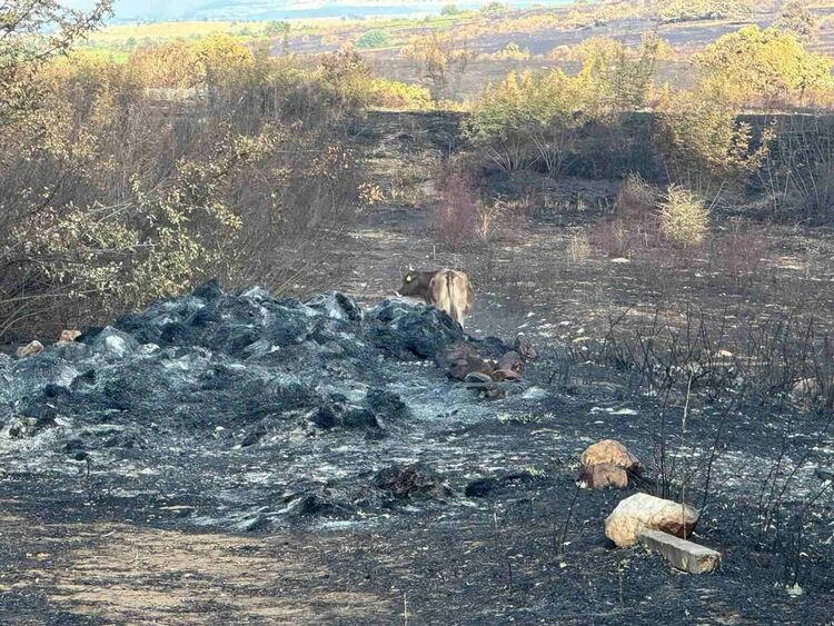Областният управител се срещна с фермер, чиито животни изгоряха при пожара в Сакар планина