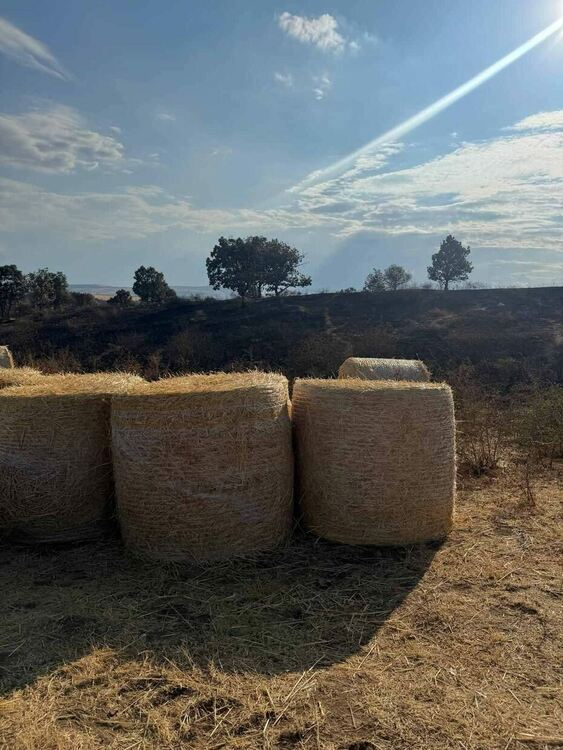 Областният управител се срещна с фермер, чиито животни изгоряха при пожара в Сакар планина