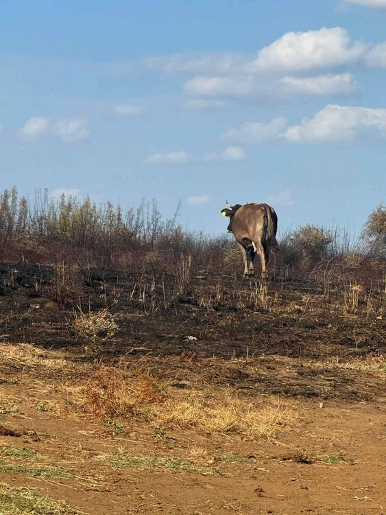 Областният управител се срещна с фермер, чиито животни изгоряха при пожара в Сакар планина
