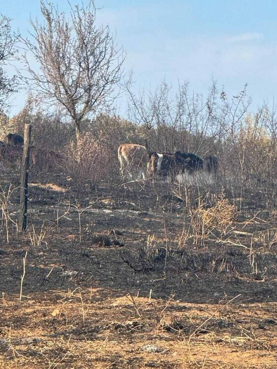 Областният управител се срещна с фермер, чиито животни изгоряха при пожара в Сакар планина