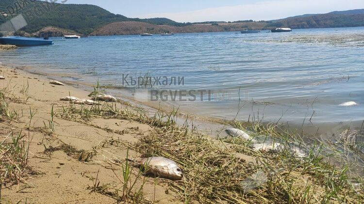 Предупреждение за екологична катастрофа,рибата в язовир”Студен кладенец”продължава да измира