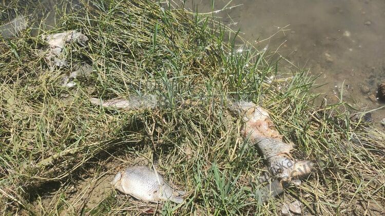 Предупреждение за екологична катастрофа,рибата в язовир”Студен кладенец”продължава да измира