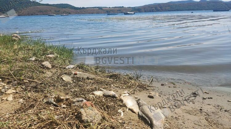 Предупреждение за екологична катастрофа,рибата в язовир”Студен кладенец”продължава да измира